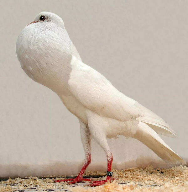i am this dove irl